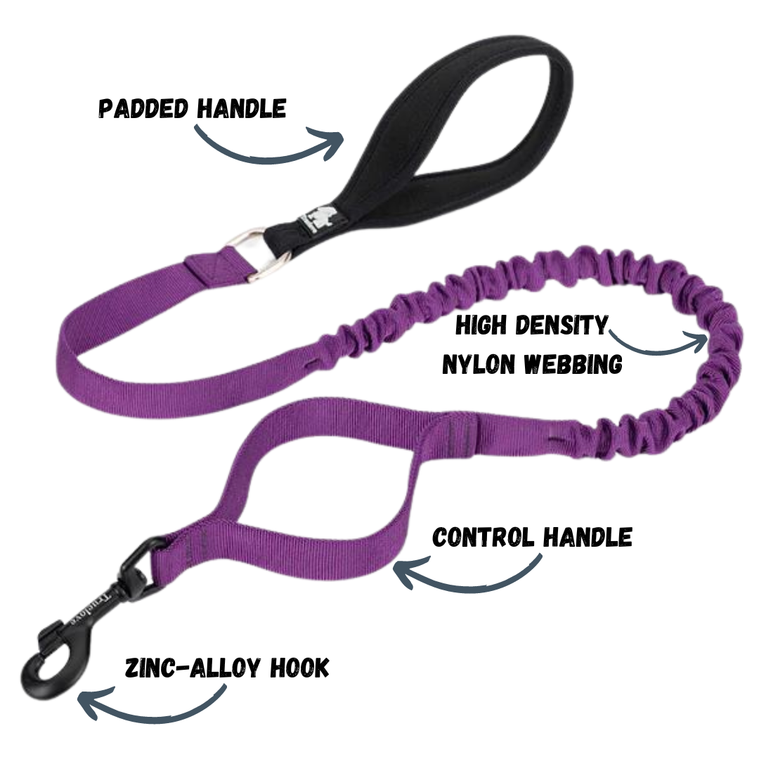 Rainy Days Leash-Violet