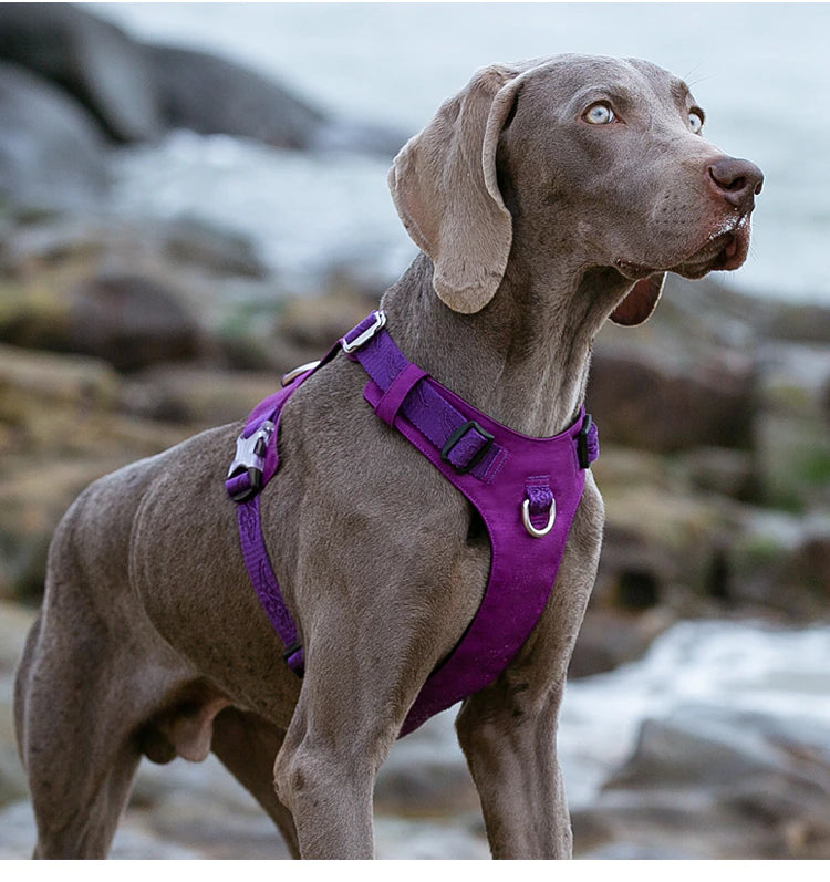 Rainy Days Harness-Violet/Grey